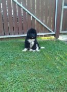 Превью фото № 238052