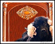 Превью фото № 238065