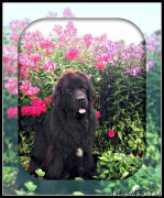 Превью фото № 238072