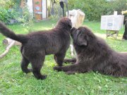 Превью фото № 238083