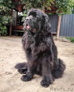 Превью фото № 238106