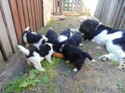 Превью фото № 238151