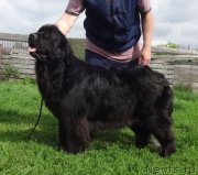 Превью фото № 238172