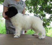 Превью фото № 238179