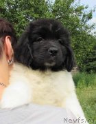 Превью фото № 238181