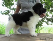 Превью фото № 238189