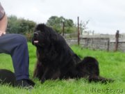 Превью фото № 238196