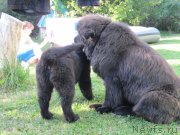 Превью фото № 238199