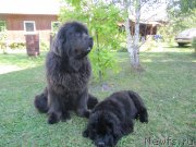 Превью фото № 238203