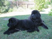 Превью фото № 238204