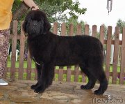 Превью фото № 238262