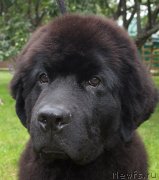 Превью фото № 238267