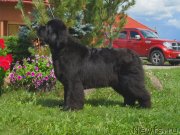 Превью фото № 238343