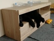 Превью фото № 238371