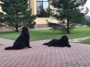 Превью фото № 238386