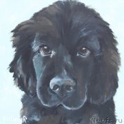 Превью фото № 238387