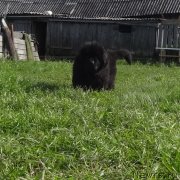 Превью фото № 238395