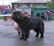 Превью фото № 238408