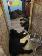 Превью фото № 238421