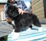 Превью фото № 238434