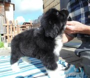 Превью фото № 238435