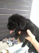 Превью фото № 238476