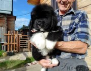 Превью фото № 238485