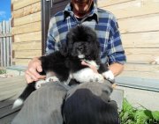 Превью фото № 238488