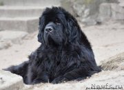 Превью фото № 238550