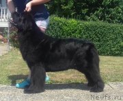 Превью фото № 238554