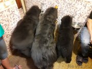 Превью фото № 238565