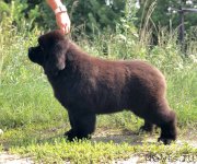 Превью фото № 238570