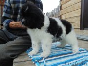 Превью фото № 238579