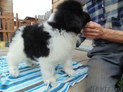 Превью фото № 238584