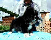 Превью фото № 238640