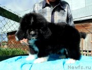 Превью фото № 238641