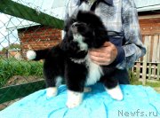 Превью фото № 238645