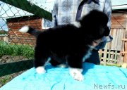 Превью фото № 238646