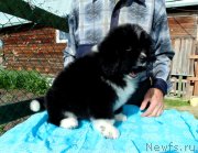 Превью фото № 238650