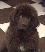 Превью фото № 238734