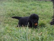 Превью фото № 238741