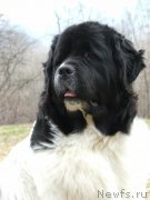 Превью фото № 238743