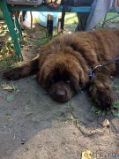 Превью фото № 238755