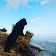 Превью фото № 238782