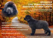 Превью фото № 238785