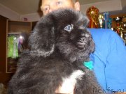 Превью фото № 238797