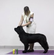 Превью фото № 238800