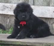 Превью фото № 238803