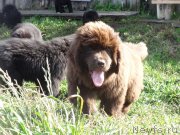 Превью фото № 238806