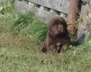 Превью фото № 238807